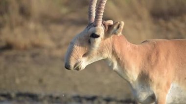 Su içilen bir yerde Saigalar sıcak ve kuraklıkta banyo yaparlar. Saiga tatarica Kırmızı Kitap, Chyornye Zemli (Kara Topraklar) Doğa Rezervi, Kalmykia bölgesi, Rusya.