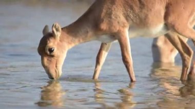 Su içilen bir yerde Saigalar sıcak ve kuraklıkta banyo yaparlar. Saiga tatarica Kırmızı Kitap, Chyornye Zemli (Kara Topraklar) Doğa Rezervi, Kalmykia bölgesi, Rusya.