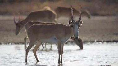 Su içilen bir yerde Saigalar sıcak ve kuraklıkta banyo yaparlar. Saiga tatarica Kırmızı Kitap, Chyornye Zemli (Kara Topraklar) Doğa Rezervi, Kalmykia bölgesi, Rusya.