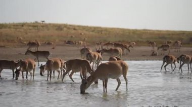 Su içilen bir yerde Saigalar sıcak ve kuraklıkta banyo yaparlar. Saiga tatarica Kırmızı Kitap, Chyornye Zemli (Kara Topraklar) Doğa Rezervi, Kalmykia bölgesi, Rusya.