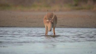 Su içilen bir yerde Saigalar sıcak ve kuraklıkta banyo yaparlar. Saiga tatarica Kırmızı Kitap, Chyornye Zemli (Kara Topraklar) Doğa Rezervi, Kalmykia bölgesi, Rusya.