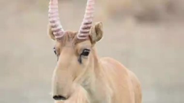 Su içilen bir yerde Saigalar sıcak ve kuraklıkta banyo yaparlar. Saiga tatarica Kırmızı Kitap, Chyornye Zemli (Kara Topraklar) Doğa Rezervi, Kalmykia bölgesi, Rusya.