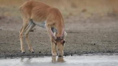 Su içilen bir yerde Saigalar sıcak ve kuraklıkta banyo yaparlar. Saiga tatarica Kırmızı Kitap, Chyornye Zemli (Kara Topraklar) Doğa Rezervi, Kalmykia bölgesi, Rusya.