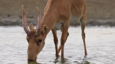 Su içilen bir yerde Saigalar sıcak ve kuraklıkta banyo yaparlar. Saiga tatarica Kırmızı Kitap, Chyornye Zemli (Kara Topraklar) Doğa Rezervi, Kalmykia bölgesi, Rusya.