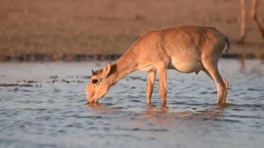 Su içilen bir yerde Saigalar sıcak ve kuraklıkta banyo yaparlar. Saiga tatarica Kırmızı Kitap, Chyornye Zemli (Kara Topraklar) Doğa Rezervi, Kalmykia bölgesi, Rusya.