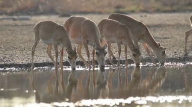 Su içilen bir yerde Saigalar sıcak ve kuraklıkta banyo yaparlar. Saiga tatarica Kırmızı Kitap, Chyornye Zemli (Kara Topraklar) Doğa Rezervi, Kalmykia bölgesi, Rusya.