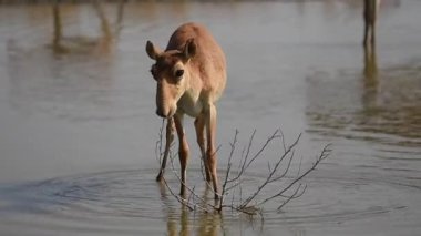 Su içilen bir yerde Saigalar sıcak ve kuraklıkta banyo yaparlar. Saiga tatarica Kırmızı Kitap, Chyornye Zemli (Kara Topraklar) Doğa Rezervi, Kalmykia bölgesi, Rusya.