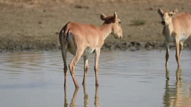 Su içilen bir yerde Saigalar sıcak ve kuraklıkta banyo yaparlar. Saiga tatarica Kırmızı Kitap, Chyornye Zemli (Kara Topraklar) Doğa Rezervi, Kalmykia bölgesi, Rusya.