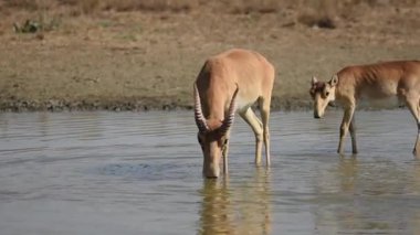 Su içilen bir yerde Saigalar sıcak ve kuraklıkta banyo yaparlar. Saiga tatarica Kırmızı Kitap, Chyornye Zemli (Kara Topraklar) Doğa Rezervi, Kalmykia bölgesi, Rusya.