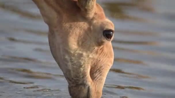 Saigas Lugar Riego Beber Agua Bañarse Durante Fuerte Calor Sequía — Vídeo de stock