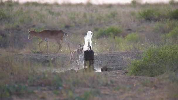 Saigas Lugar Riego Beber Agua Bañarse Durante Fuerte Calor Sequía — Vídeo de stock