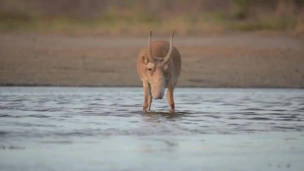 Сайгасы Месте Полива Пьют Воду Купаются Время Сильной Жары Засухи — стоковое видео