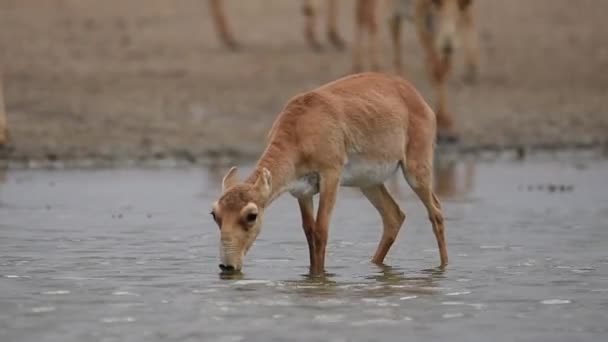 Saigy Místě Zavlažování Pít Vodu Koupat Během Silného Tepla Sucha — Stock video