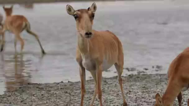 Saigas Lugar Riego Beber Agua Bañarse Durante Fuerte Calor Sequía — Vídeo de stock