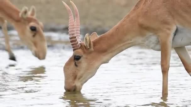 Saigas Lugar Riego Beber Agua Bañarse Durante Fuerte Calor Sequía — Vídeos de Stock