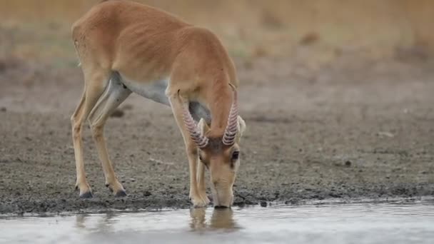 Saigas Lugar Riego Beber Agua Bañarse Durante Fuerte Calor Sequía — Vídeos de Stock