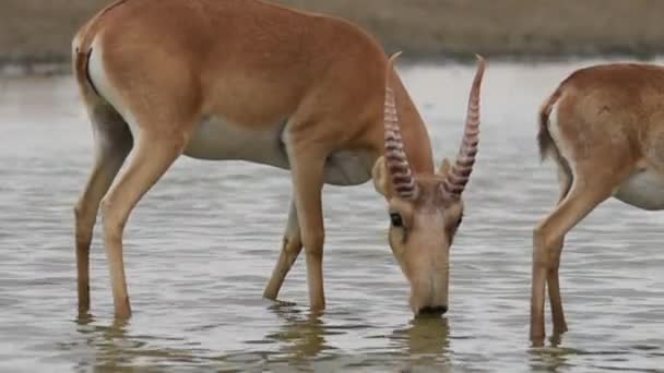 Saigas Lugar Molhando Bebem Água Tomam Banho Durante Calor Forte — Vídeo de Stock