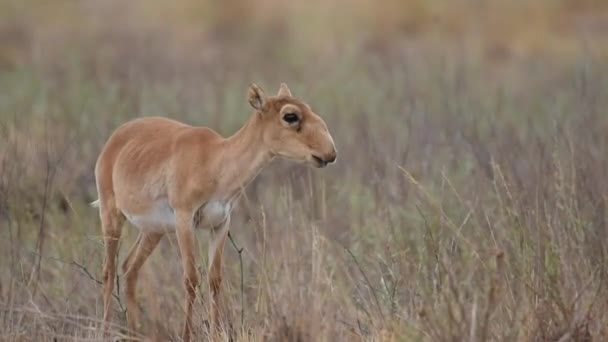 Saigas Lugar Riego Beber Agua Bañarse Durante Fuerte Calor Sequía — Vídeos de Stock