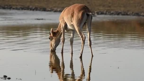 Saigas Lugar Molhando Bebem Água Tomam Banho Durante Calor Forte — Vídeo de Stock