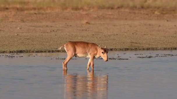 Saigas Lugar Riego Beber Agua Bañarse Durante Fuerte Calor Sequía — Vídeo de stock