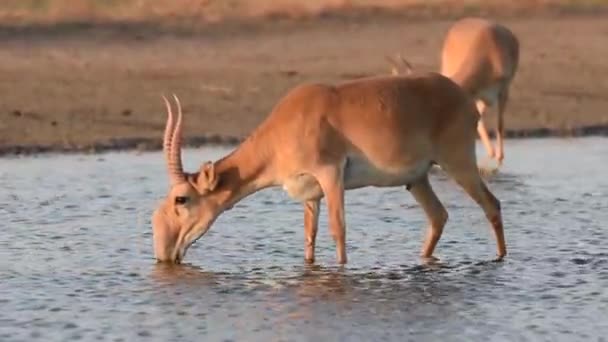 Saigas Lugar Riego Beber Agua Bañarse Durante Fuerte Calor Sequía — Vídeo de stock