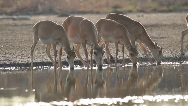 Saigas Lugar Molhando Bebem Água Tomam Banho Durante Calor Forte — Vídeo de Stock