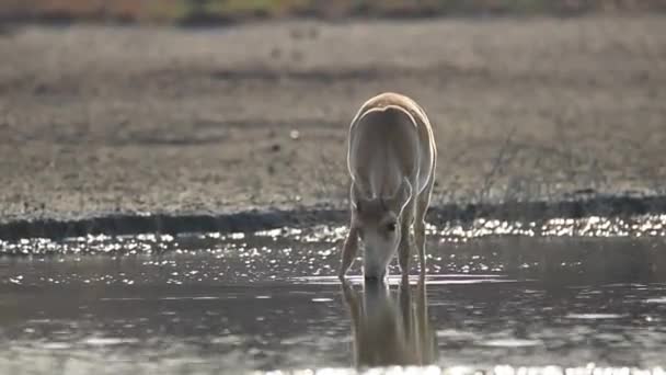 Saigas Lugar Riego Beber Agua Bañarse Durante Fuerte Calor Sequía — Vídeos de Stock