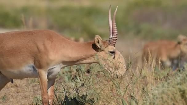 Saigas Lugar Riego Beber Agua Bañarse Durante Fuerte Calor Sequía — Vídeo de stock