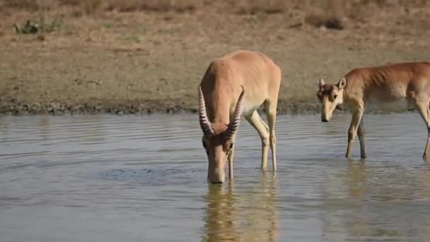 사이공 족들은 더위와 가뭄중에 마시고 목욕을 Saiga Tatarica Red Book — 비디오