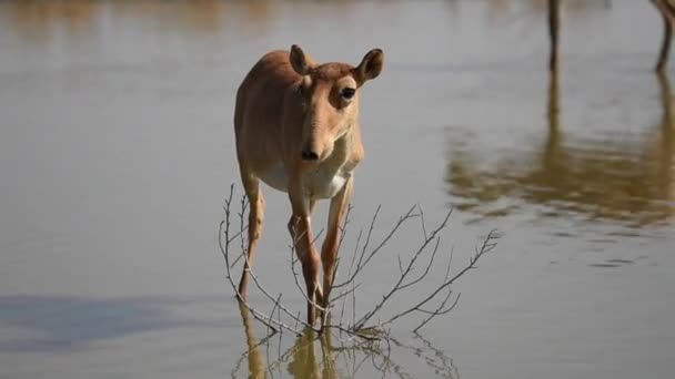 Saigas Lugar Riego Beber Agua Bañarse Durante Fuerte Calor Sequía — Vídeo de stock