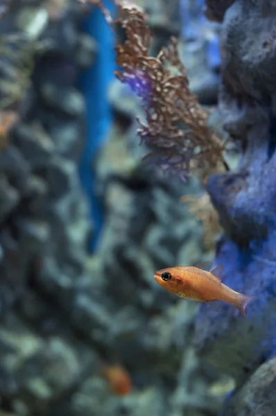 해양 생명입니다. 흐리게 backgr 초점 물고기와 수 중 장면 — 스톡 사진