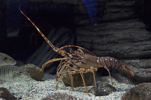 Crawfish under water on dark background — Stock Photo, Image