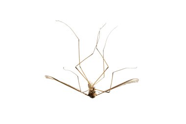 Dead mosquito on white clipart
