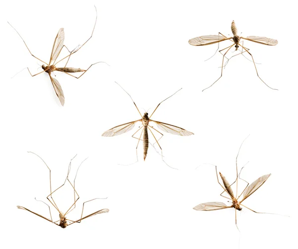 Kolekcja komarów na biały — Zdjęcie stockowe