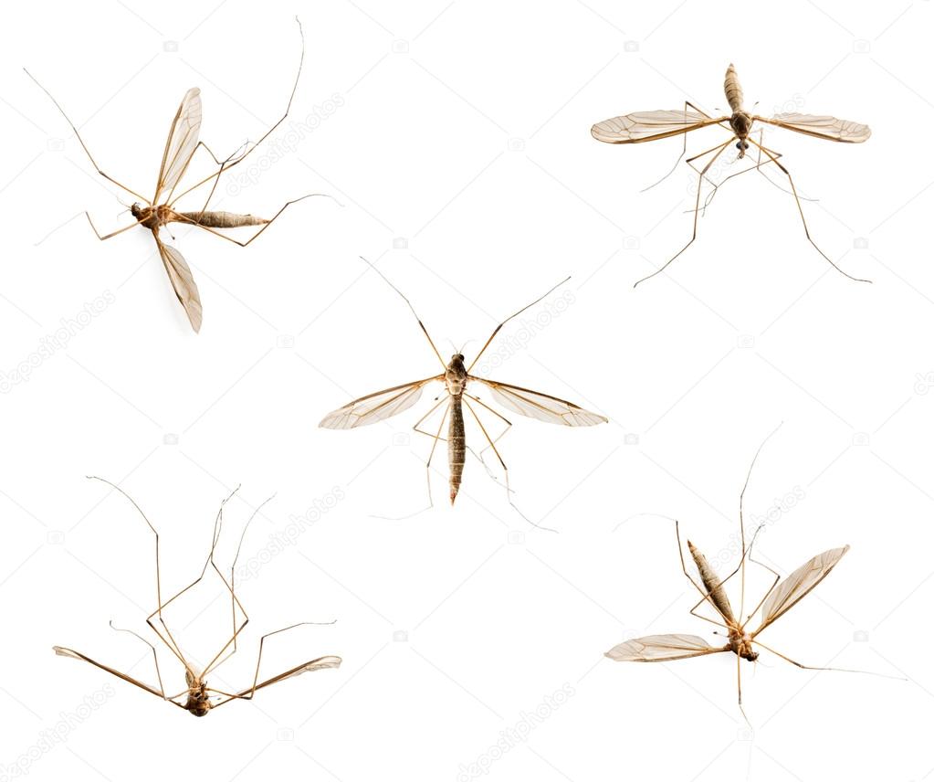 Collection of mosquitos on white