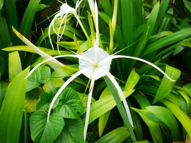 Yeşil yaprakları arka plan üzerinde Malezya beyaz çiçek