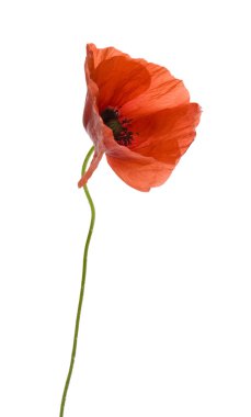 Beyaz haşhaş çiçek