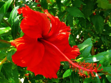 Yaprak yeşil zemin üzerine kırmızı ebegümeci