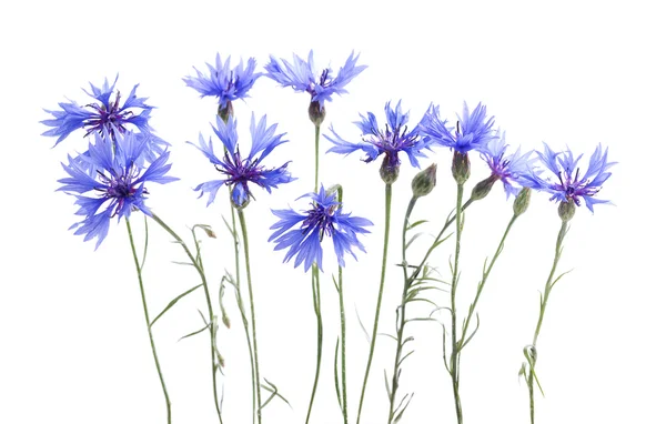 Cornflowers en blanco —  Fotos de Stock