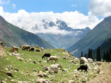 Dağ Manzaralı koyun otlatma