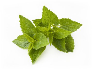 taze yeşil nane yaprakları
