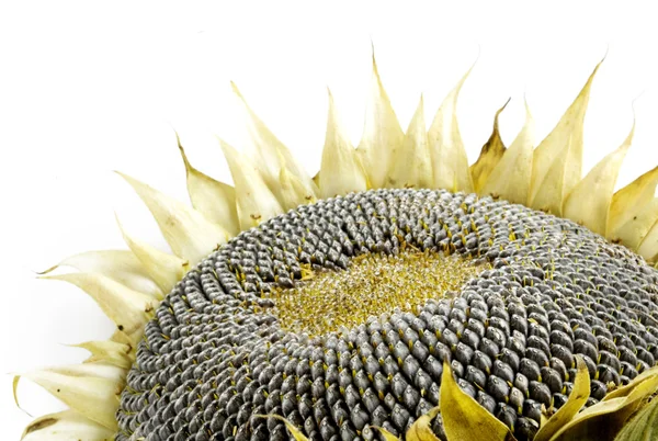 Herbst-Sonnenblume auf Weiß — Stockfoto