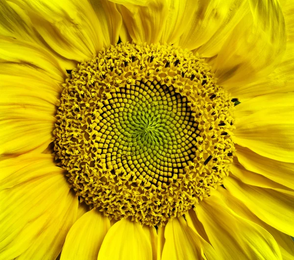 Sonnenblumenblüte Hintergrund — Stockfoto