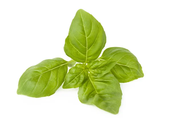 Green basil leaves — Stock Photo, Image