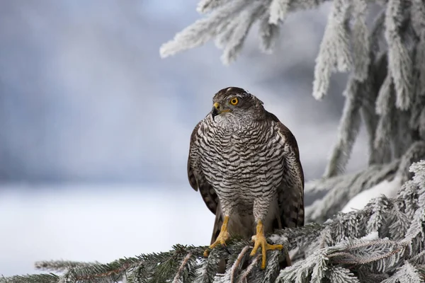 Waldfalke Sitzt Auf Einem Baum Einer Winterlandschaft — Stockfoto