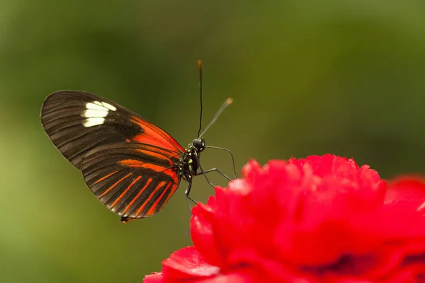 Schmetterling Sitzt Auf Einer Blume — Stockfoto