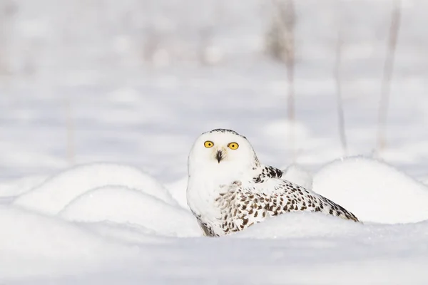 雪のフクロウハリー ポッターの郵便配達人 ストック画像