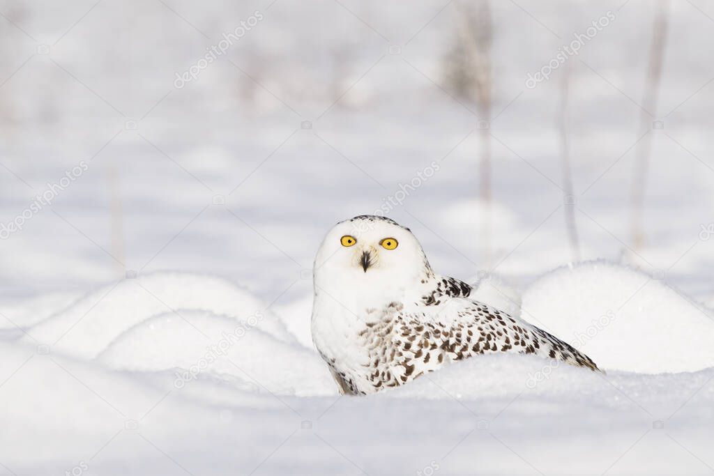 Snowy Owl, a postman from Harry Potter