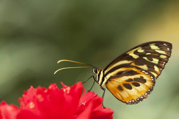 Schmetterling Sitzt Auf Einer Blume — Stockfoto