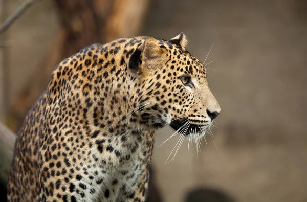 Leopardo Naturaleza Mirando Izquierda — Foto de Stock
